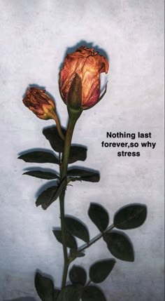 a single rose with the quote nothing last forever, so why?