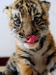 a small tiger cub is sticking its tongue out and looking at the camera with an intense look on it's face