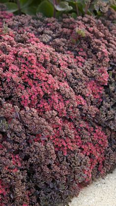 purple and red flowers are growing in the sand