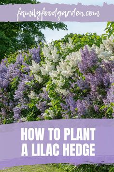 lila flowers in bloom with the words how to plant a lila hedge