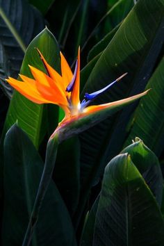 an orange and blue bird of paradise flower surrounded by green leaves