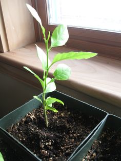 a small green plant is in a black container next to a window sill on a sunny day