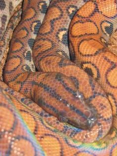 an orange and brown snake curled up on top of each other