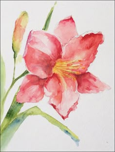 a watercolor painting of a pink flower on a white background with yellow stamen