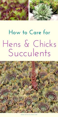 how to care for hens and chicks in succulents