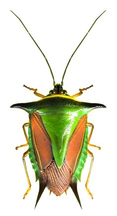 a close up of a green bug on a white background