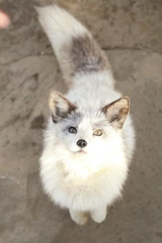 a small white and gray dog standing on top of a cement floor next to a wall