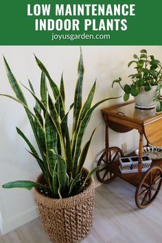 a houseplant in a woven basket with text overlay that reads how to grow low maintenance indoor plants