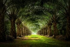 an image of palm trees in the middle of a road that is lined with green grass