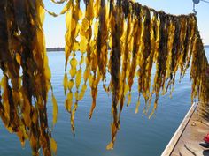 there are many yellow leaves hanging over the water