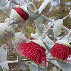 two red flowers on a tree branch with leaves