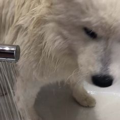 a close up of a dog drinking water from a faucet