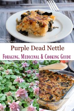 purple dead nettle foraged, medical and cooking guide with pictures of flowers in the background