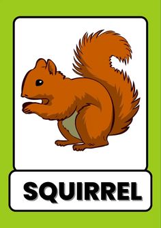 an image of a squirrel with the word squirrel on it's back and side