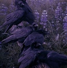 three black birds sitting on top of a tree stump in a field full of purple flowers