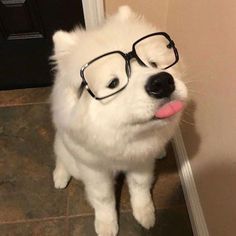 a white dog with glasses on its head and tongue sticking out, standing in front of a door