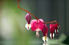 some pink flowers are hanging from a branch with water in the foreground and blurry background