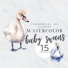 a watercolor baby swan and its mother are swimming in the water with text reading commercial use clipart watercolor baby swans 15 images