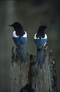 two black and white birds sitting on top of a wooden post with the words magpie as a spirit guide