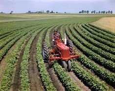 a person on a red tractor in a large field with rows of green lettuce