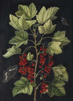 an image of a plant with red berries on it and a butterfly sitting on the branch