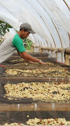 a man working in a greenhouse with lots of food