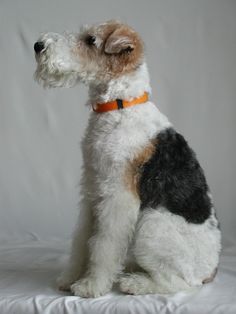 a small white and brown dog sitting on top of a white sheet with his head turned to the side