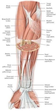 the muscles are labeled in this diagram, and there is also an image of them