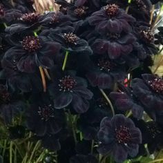 some black flowers are growing in the grass