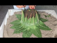 someone is making a plant out of sand