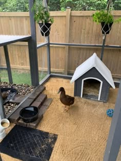 a chicken stands in the middle of a backyard with a dog house and water bowl