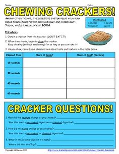 Mouth Digestion Lab Human Nutrition, Digestive System, Lab, Nutrition, Human