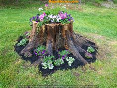 a tree stump with flowers growing out of it