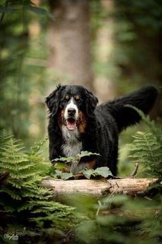 a black and white dog standing on top of a log in the woods with ferns