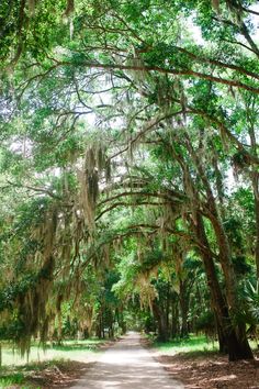 a dirt road surrounded by trees covered in spanish moss and hanging from the branches of live oaks