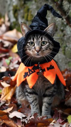 a cat dressed up as a witch sitting on leaves in front of a tree and looking at the camera