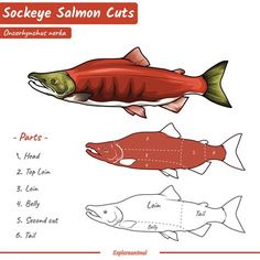 salmon cut out and labeled to be colored