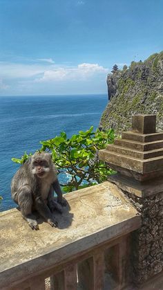 a monkey sitting on top of a building next to the ocean