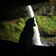 a wolf standing in front of a waterfall looking out at the water from under it