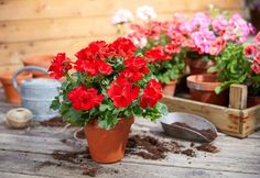 several potted flowers on a wooden table with gardening tools and other plants in the background