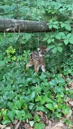 a small baby deer standing in the grass next to a person's hand and looking at it