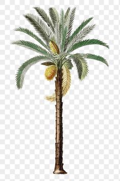 a drawing of a palm tree on a white background, with green and yellow leaves