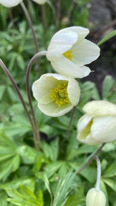 three white flowers with yellow stamens in the foreground and green foliage in the background