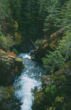 a river running through a forest filled with lots of green trees and tall pine trees