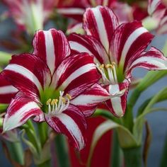 red and white striped flowers in a vase