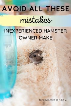 a hamster in its cage with text overlay that reads, avoid all these mistakes