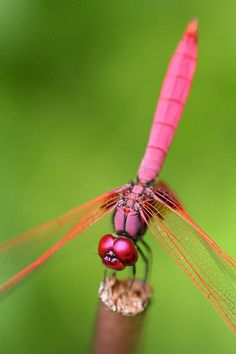 a red dragonfly sitting on top of a plant