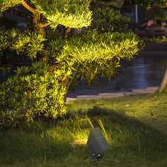 an object is sitting in the grass near a tree