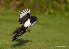 a black and white bird flying through the air