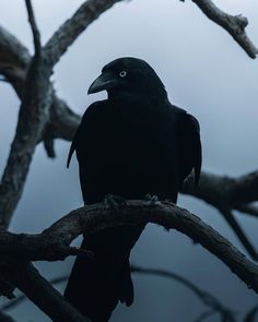 a black bird sitting on top of a tree branch in front of a cloudy sky